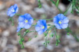 山茶花(赏花、采茶两不误，世外桃源—黄山茶花山)