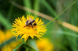 bumblebee(超级英雄电影《大黄蜂》：机械的英雄)