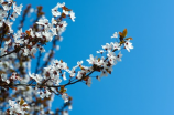 9朵玫瑰花语(9朵玫瑰花语，你真的懂了吗？)