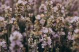 普雅花(【普雅花】简介、种植和养护指南)